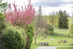 Ponyherde und Campingplatz