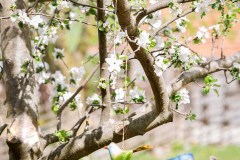 Welcome Frühling, die Apfelbäume blühen