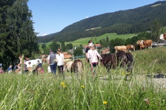 Pony Wanderung